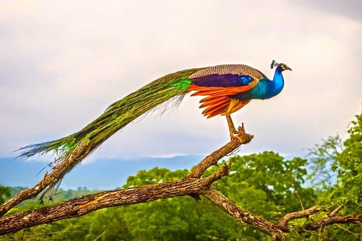 Talangama Wetland Birdwatching Walk — Half-Day Nature Escape from Colombo photo 3