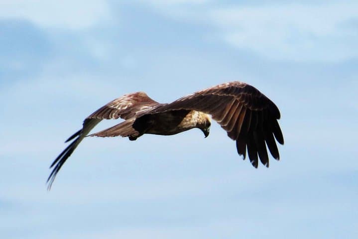 Talangama Wetland Birdwatching Walk — Half-Day Nature Escape from Colombo photo 4