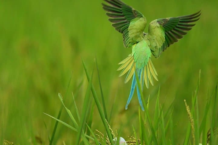 Talangama Wetland Birdwatching Walk — Half-Day Nature Escape from Colombo photo 5