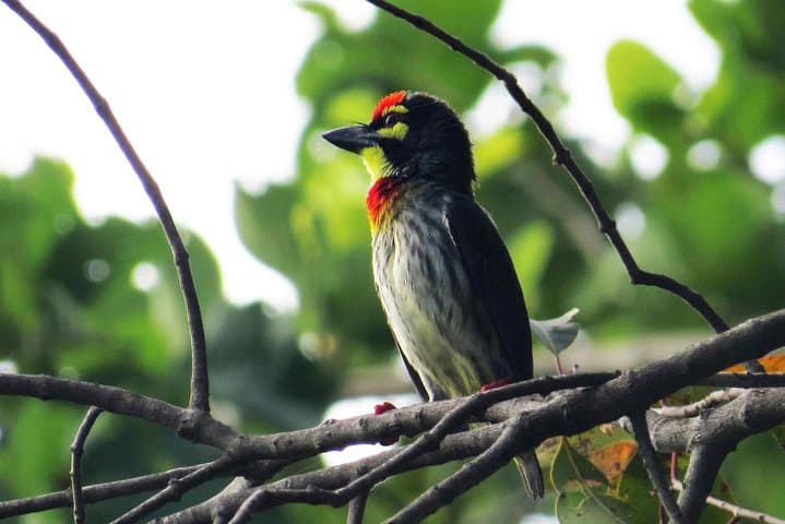 Talangama Wetland Birdwatching Walk — Half-Day Nature Escape from Colombo photo 6