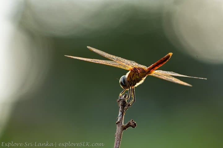 Thalangama Wetland Birdwatching Trek — Morning & Evening Tours from Mount Lavinia photo 4