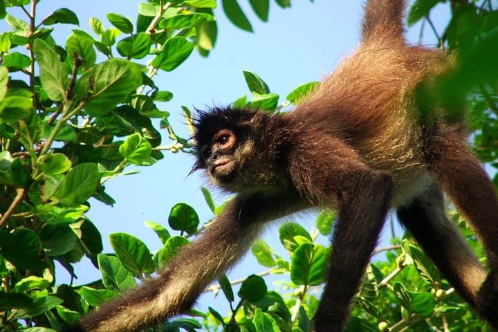 Private Punta Laguna Monkey Sanctuary Zip Line Tour from Playa del Carmen
