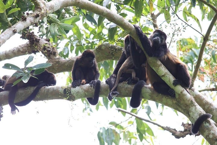 Private Punta Laguna Monkey Sanctuary Zip Line Tour from Playa del Carmen photo 4