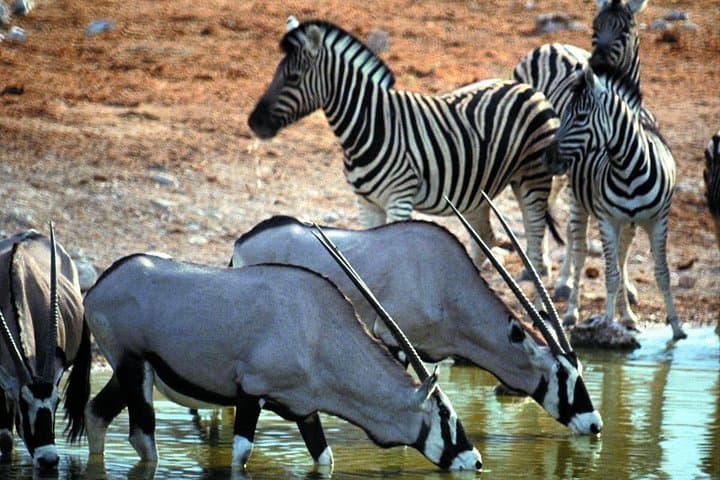 Private Big Five Safari at Aquila Game Reserve — Day Trip from Cape Town photo 4