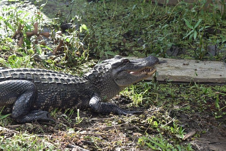 90-Minute Jean Lafitte Swamp and Bayou Tour from New Orleans photo 3