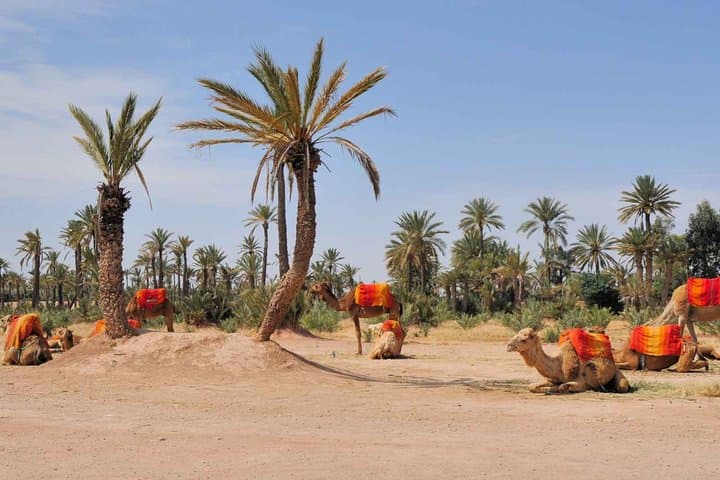 Palmeraie Quad, Camel & Hammam Bundle — Marrakech 3-for-2 Adventure photo 2