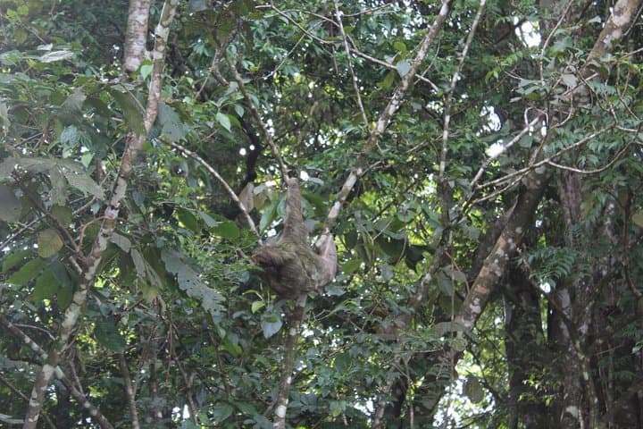 Hike Rio Celeste: Guided Walk in Tenorio Volcano National Park photo 5