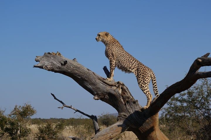 Inverdoorn Big 5 Safari and Winelands Wine Tasting from Cape Town photo 5