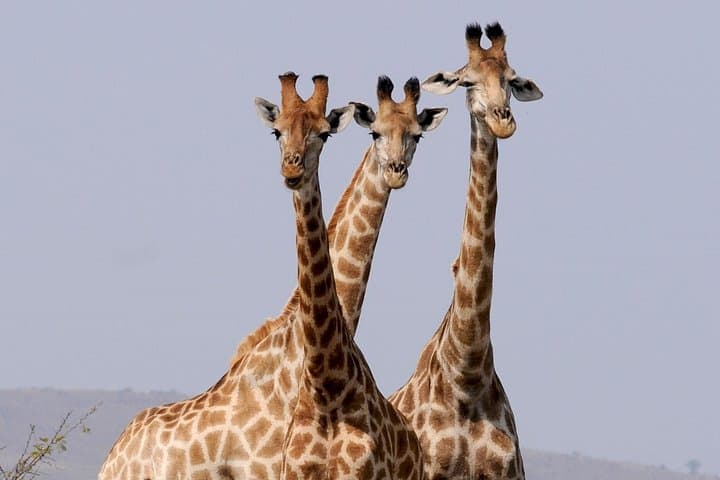West Coast eBike Tour: !Khwa ttu San Heritage & Darling Brewery Day Trip from Cape Town photo 2