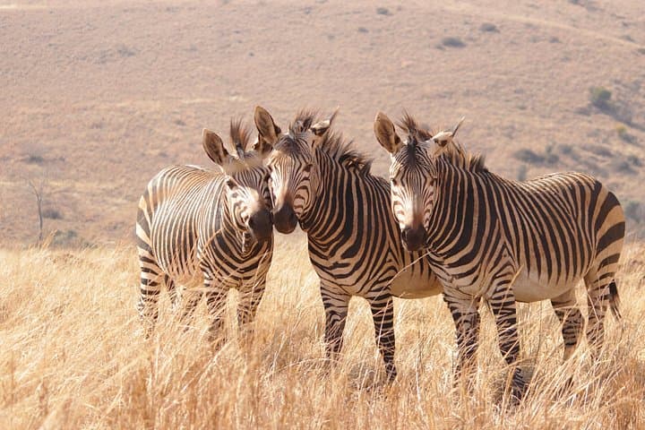 West Coast eBike Tour: !Khwa ttu San Heritage & Darling Brewery Day Trip from Cape Town photo 3