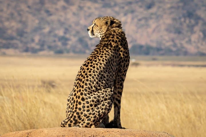 Inverdoorn Big 5 Safari and Winelands Wine Tasting from Cape Town