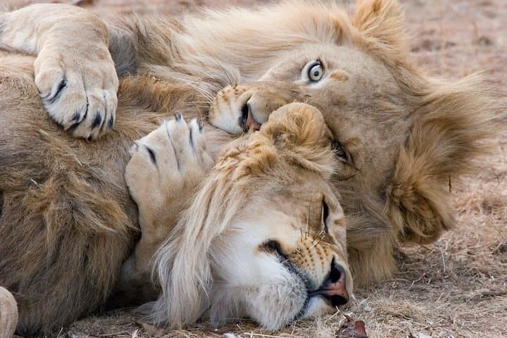 Inverdoorn Big 5 Safari and Winelands Wine Tasting from Cape Town photo 2
