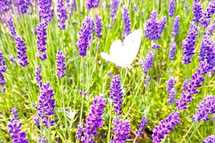 Prince Edward County Full-Day Private Tour: Lavender Fields, Wineries & Dunes photo 5