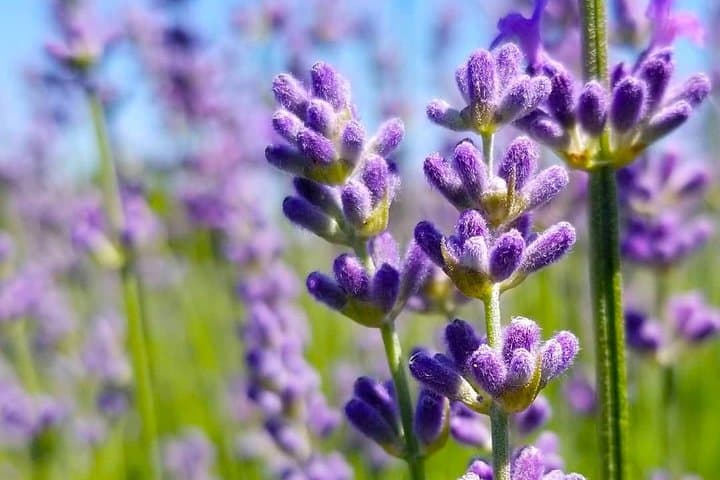 Prince Edward County Full-Day Private Tour: Lavender Fields, Wineries & Dunes photo 6