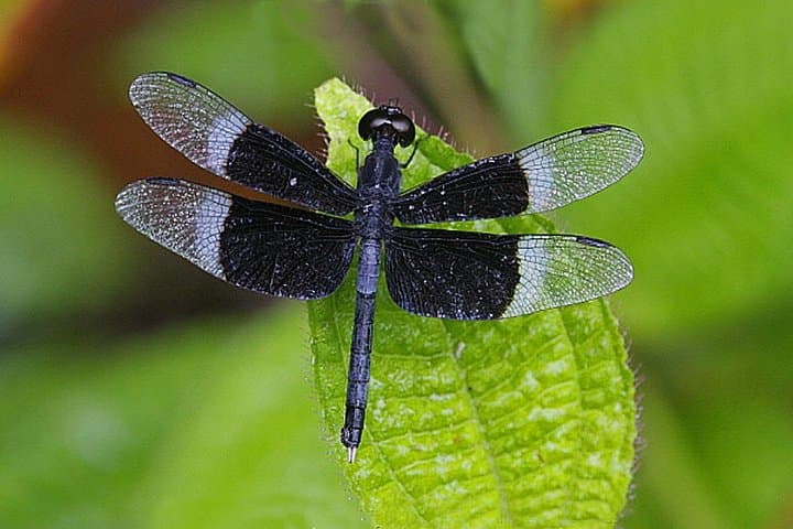 Sri Lanka 9-Day Dragonfly & Butterfly Watching Tour — Colombo to Sinharaja photo 2