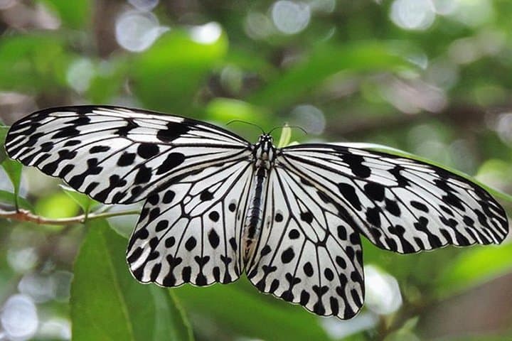 Sri Lanka 9-Day Dragonfly & Butterfly Watching Tour — Colombo to Sinharaja photo 4