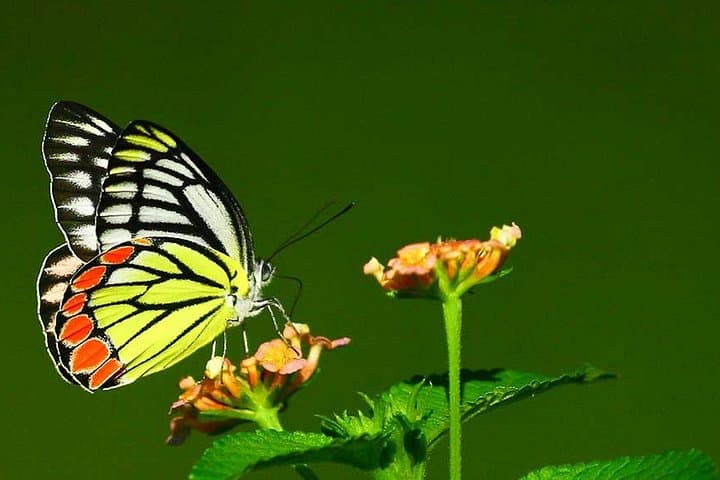 Sri Lanka 9-Day Dragonfly & Butterfly Watching Tour — Colombo to Sinharaja photo 1