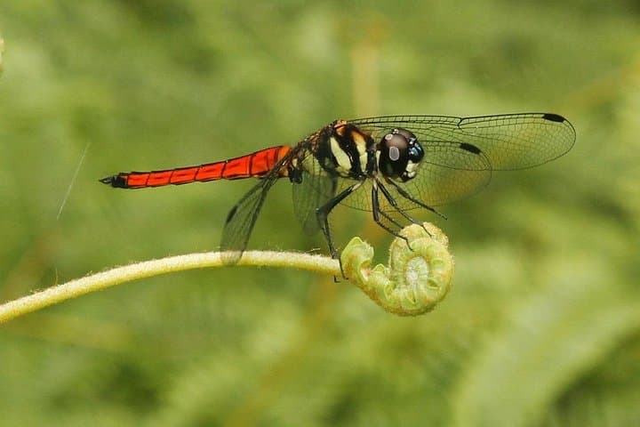 Sri Lanka 9-Day Dragonfly & Butterfly Watching Tour — Colombo to Sinharaja photo 3