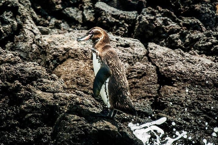 Full-Day Bartolomé Island & Sullivan Bay — Galápagos Day Cruise, Hike & Snorkel photo 3