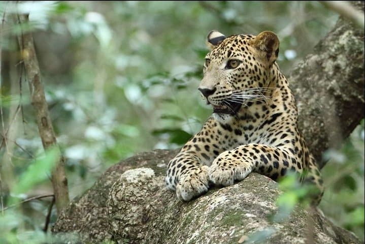Escape to Paradise: 11-Day Sri Lanka Cultural & Wildlife Circuit photo 2