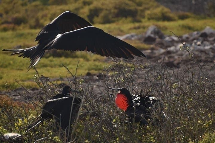 Full-Day North Seymour & Las Bachas: Galápagos Wildlife Cruise from Puerto Ayora photo 2
