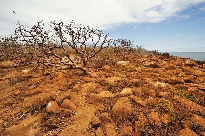 Full-Day North Seymour & Las Bachas: Galápagos Wildlife Cruise from Puerto Ayora photo 4