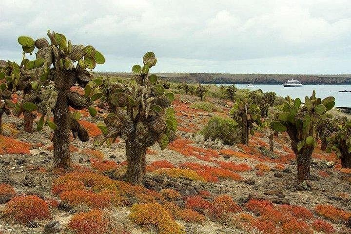Plazas Islands & Punta Carrión: Full-Day Snorkel and Land-Iguana Walk from Puerto Ayora photo 2