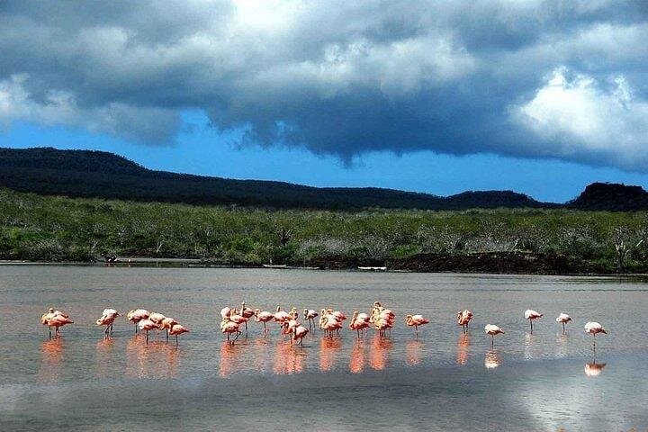 Plazas Islands & Punta Carrión: Full-Day Snorkel and Land-Iguana Walk from Puerto Ayora photo 4