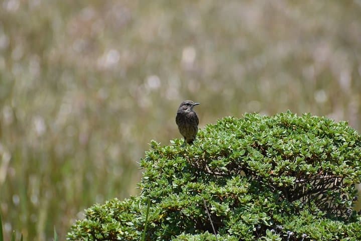 Early-Morning Birdwatching Trek at Horton Plains National Park, Sri Lanka photo 2