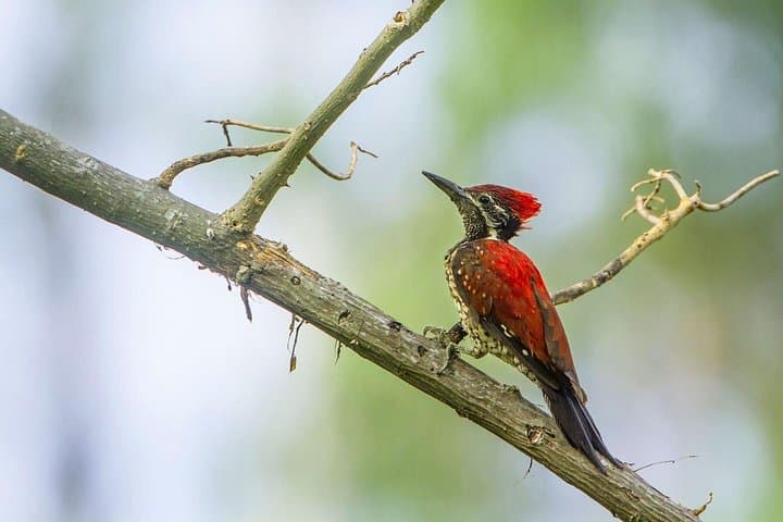 Early-Morning Birdwatching Trek at Horton Plains National Park, Sri Lanka photo 3