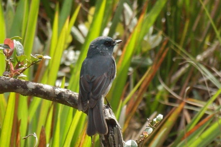 Early-Morning Birdwatching Trek at Horton Plains National Park, Sri Lanka photo 4