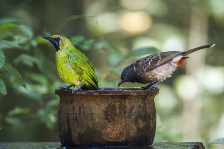 Early-Morning Birdwatching Trek at Horton Plains National Park, Sri Lanka photo 1