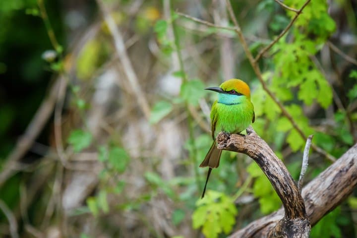 Birdwatching and Rainforest Trek in Kitulgala: Day Trip from Mount Lavinia photo 2