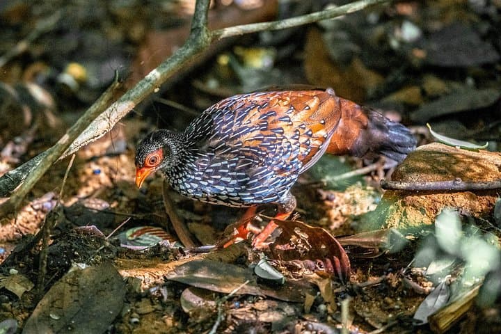 Sri Lanka Motorhome Birdwatching: 15-Day Endemic & Migratory Tour photo 2