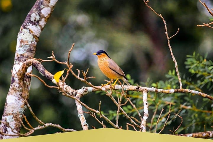 Sri Lanka Motorhome Birdwatching: 15-Day Endemic & Migratory Tour photo 3
