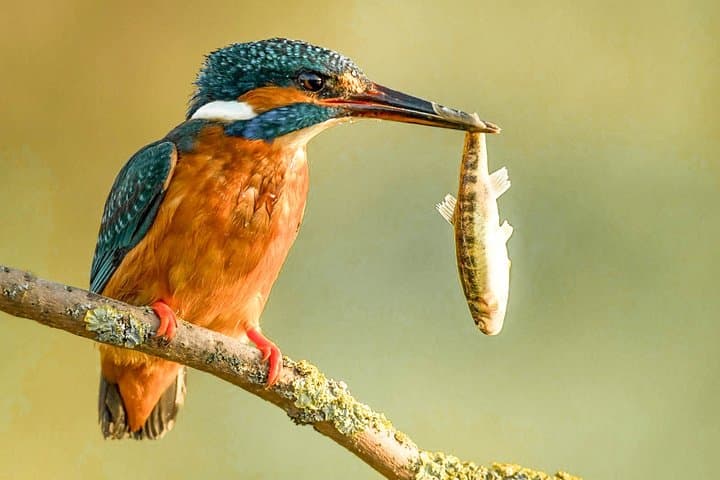 Sri Lanka Motorhome Birdwatching: 15-Day Endemic & Migratory Tour photo 5
