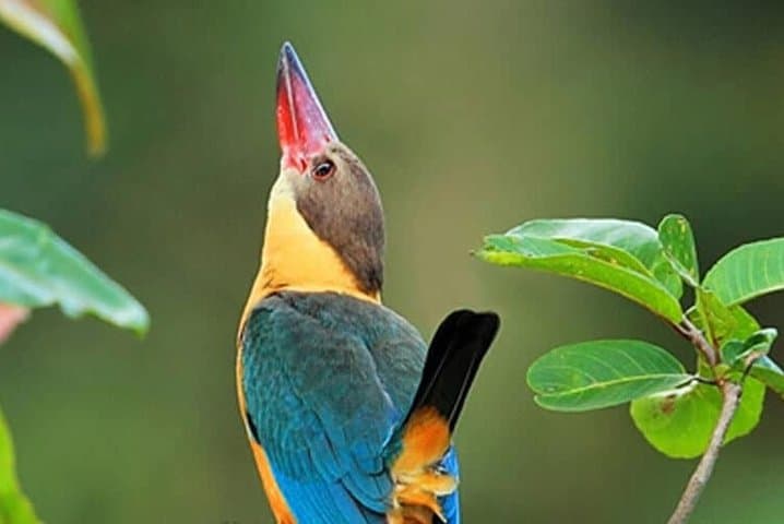 Birdwatching and Trekking Anawilundawa Sanctuary from Mount Lavinia