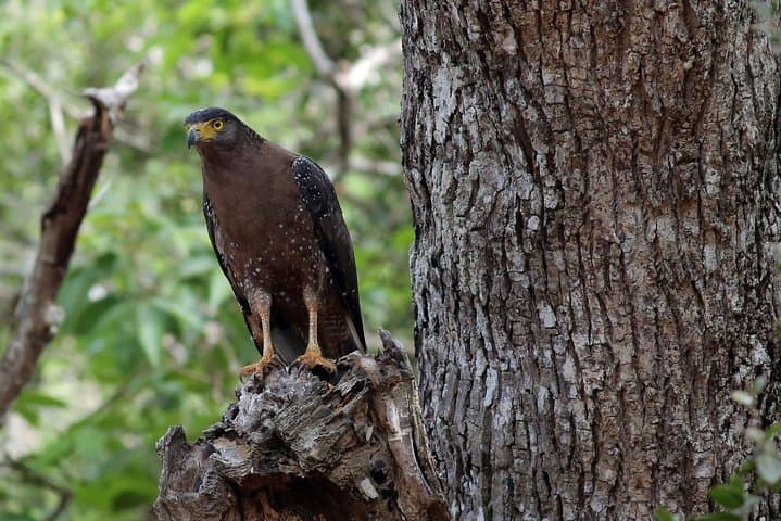 Birdwatching and Trekking Anawilundawa Sanctuary from Mount Lavinia photo 2