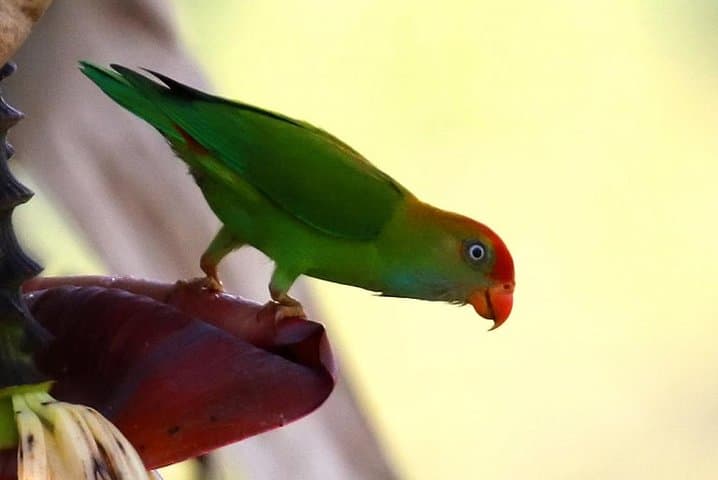 Birdwatching and Trekking Anawilundawa Sanctuary from Mount Lavinia photo 3