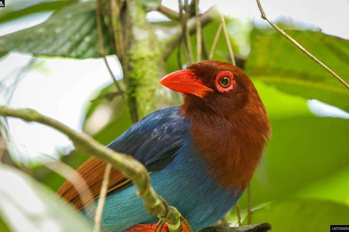Birdwatching and Trekking Anawilundawa Sanctuary from Mount Lavinia photo 4