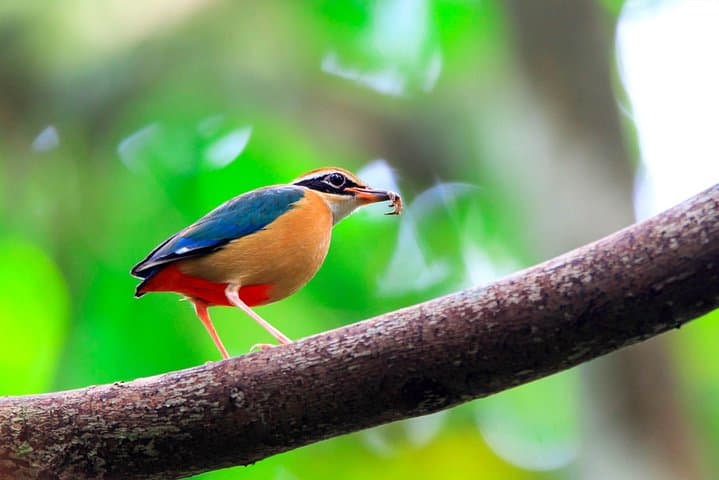 Birdwatching and Trekking Anawilundawa Sanctuary from Mount Lavinia photo 5