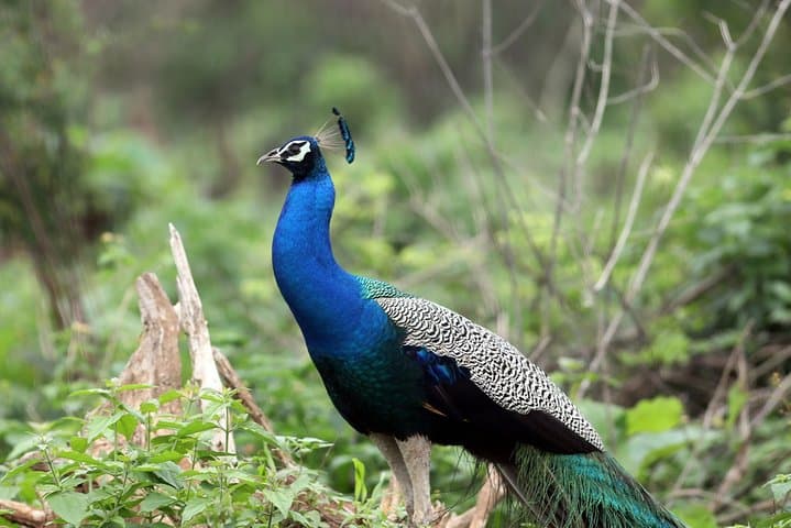 Birdwatching and Trekking Anawilundawa Sanctuary from Mount Lavinia photo 6