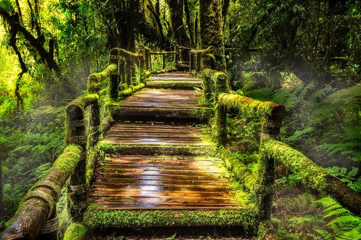 Doi Inthanon Day Tour: Chiang Mai’s Highest Peak, Waterfalls & Twin Chedis photo 4