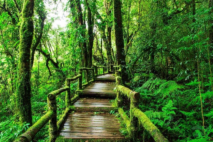 Doi Inthanon Day Tour: Chiang Mai’s Highest Peak, Waterfalls & Twin Chedis photo 5