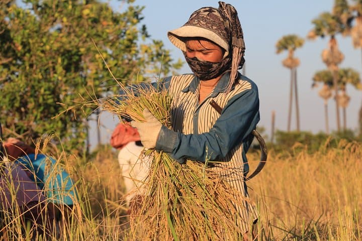 Siem Reap Village Cycling Tour — Private Half-Day Ride Through Rice Fields photo 3