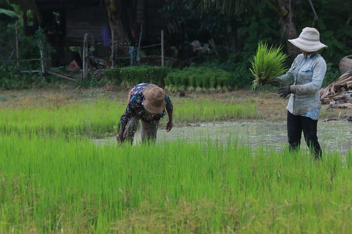 Siem Reap Village Cycling Tour — Private Half-Day Ride Through Rice Fields photo 5