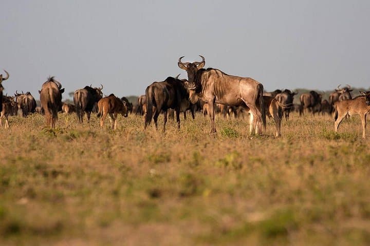 4-Day Masai Mara and Lake Nakuru Safari: Big Five, Flamingos & Rift Valley Views photo 5
