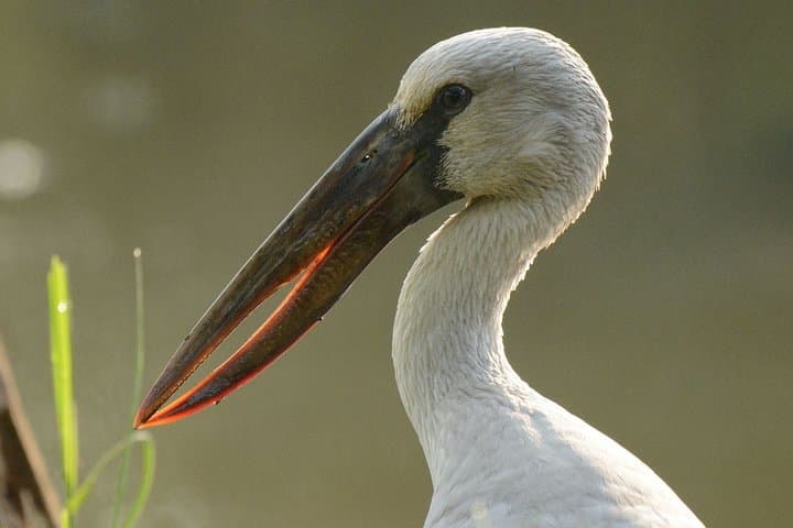 Morning Birdwatching Walk at Diyasaru Uyana from Mount Lavinia photo 1