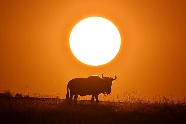 4-Day Masai Mara and Lake Nakuru Safari: Big Five, Flamingos & Rift Valley Views photo 4