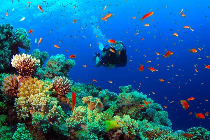 Scuba Diving from Mount Lavinia: Colombo’s City-Edge Reefs & Two-Dive Boat Trips